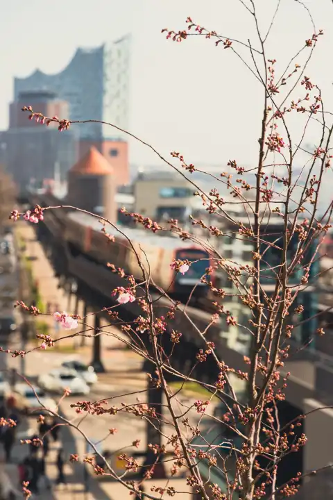 Spring blossoms at the Port of Hamburg