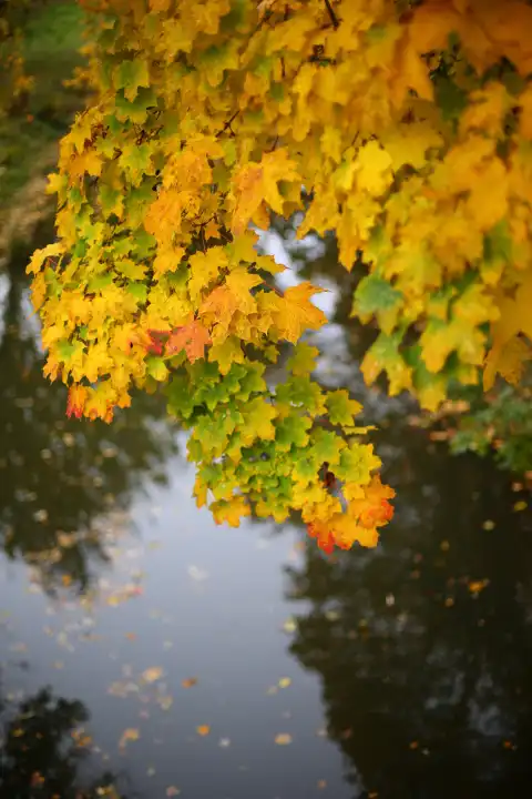 Bunte Blätter im Herbst mit Wasser