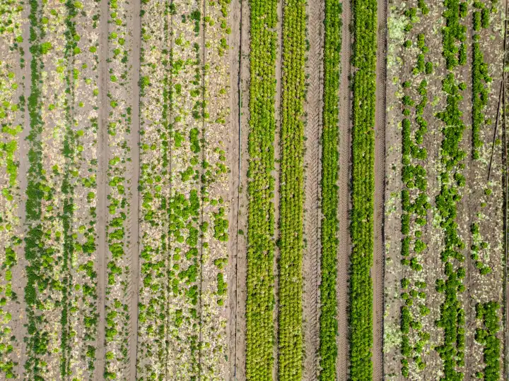 Field with lettuce