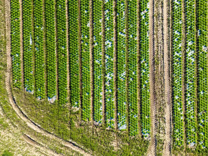 Aerial view of lettuce fields