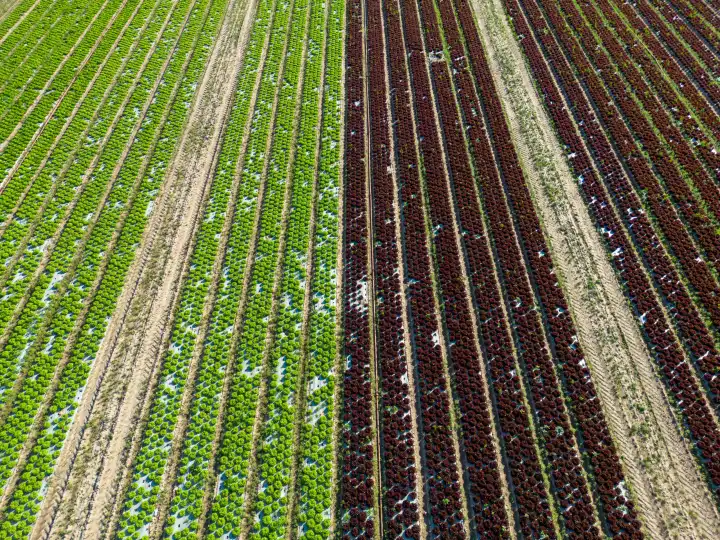 Luftaufnahme von Salat Feldern