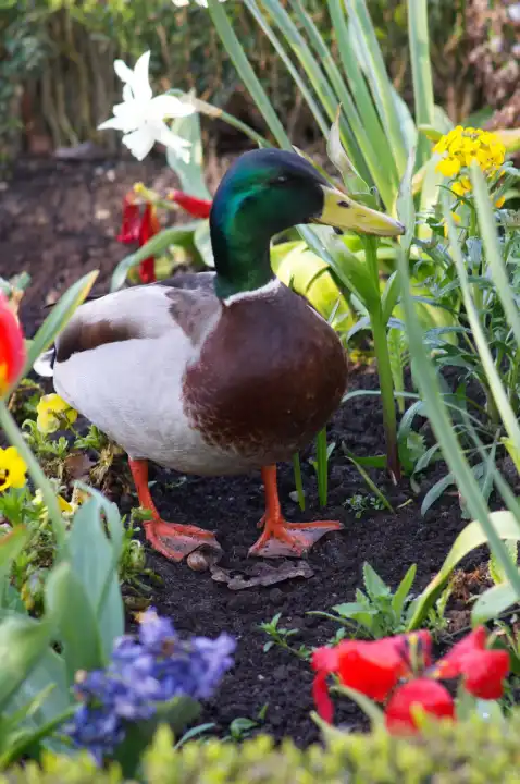 Duck in flowers