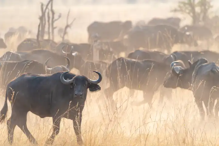 afrikanische Büffel, Syncerus cafferi, stehen im Staub, Kwando River, Region Sambesi, Namibia