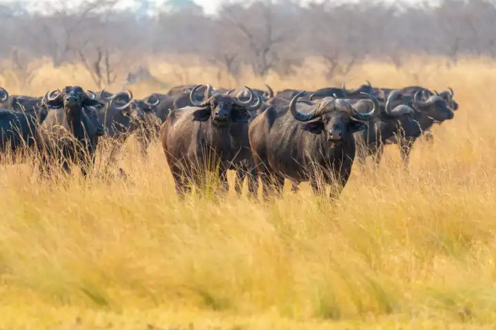Neugierige afrikanische Büffel, Syncerus cafferi, am Kwando River, Region Sambesi, Namibia