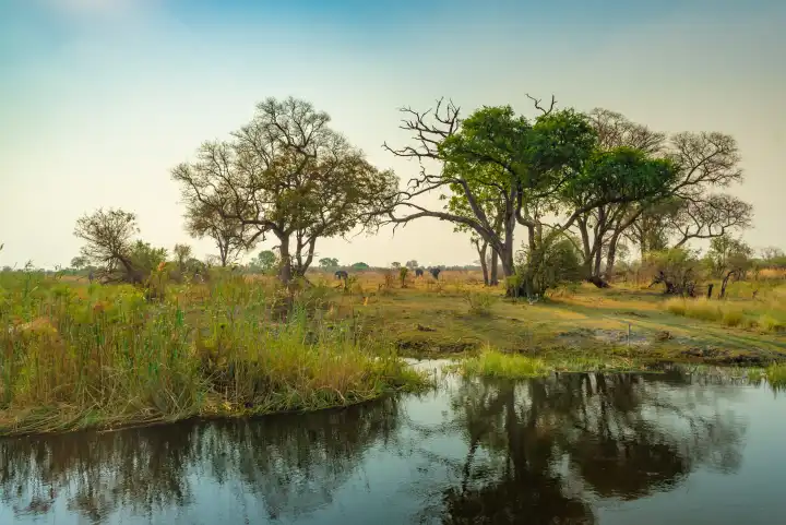 malerische Landschaft am Kwando River, Elefanten ziehen zum Wasser, Region Sambesi, Namibia