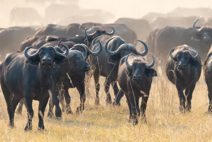eine Herde afrikanische Büffel, Syncerus cafferi,am Kwando River, Region Sambesi, Namibia