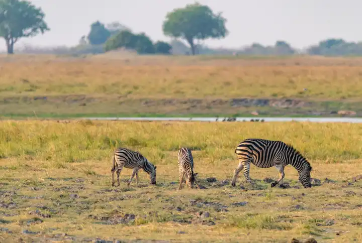 Zebras grasen auf den saftigen Wiesen am Chobe River, Chobe Nationalpark, Botswana