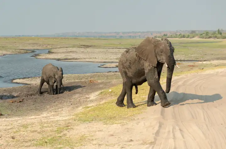 Elefanten am Chobe River, Chobe Nationalpark, Botswana