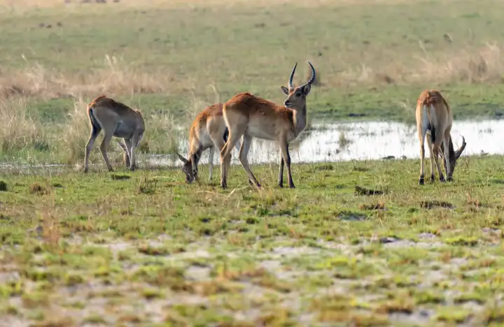 Letschwe Antilopen, Kobus leche, stehen am Kwando River, Namibia