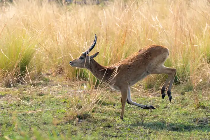 Letschwe Antilope, Kobus leche, am Kwando River, Namibia