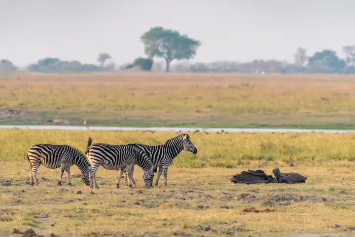Zebras grasen auf den saftigen Wiesen am Chobe River, Chobe Nationalpark, Botswana