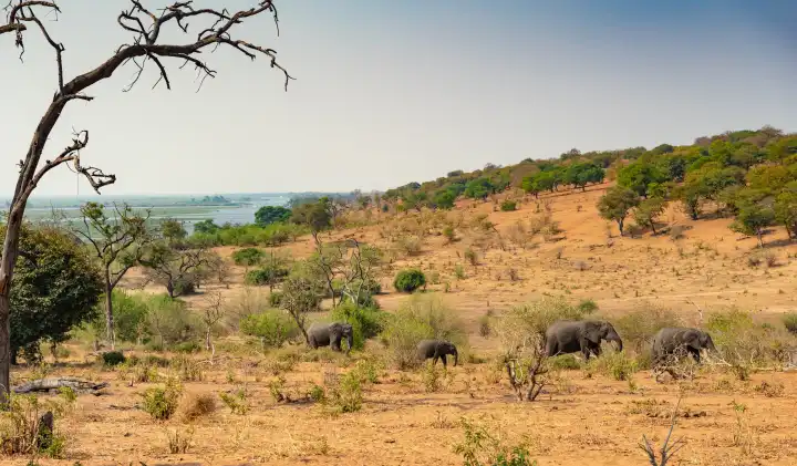 Blick von einem Hügel auf den Chobe River, Elefanten kehren vom Fluss zurück, Botswana