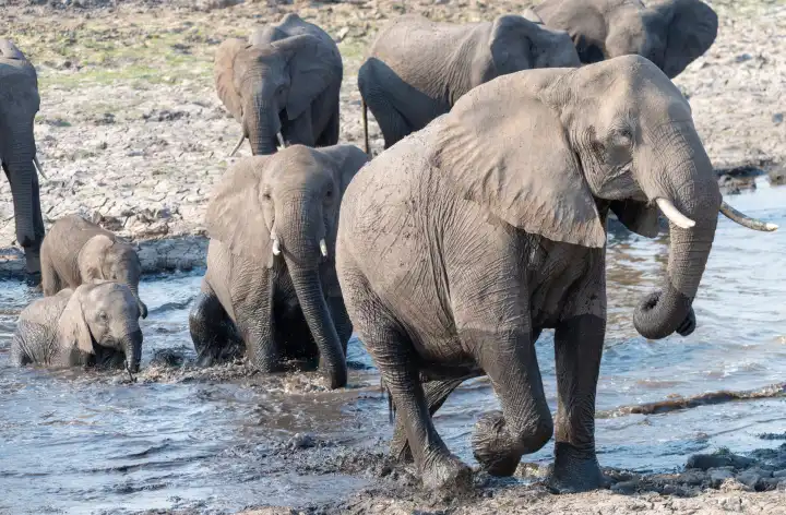 Elefanten durchqueren ein schlammiges Ufer am Chobe River, Chobe Nationalpark, Botswana