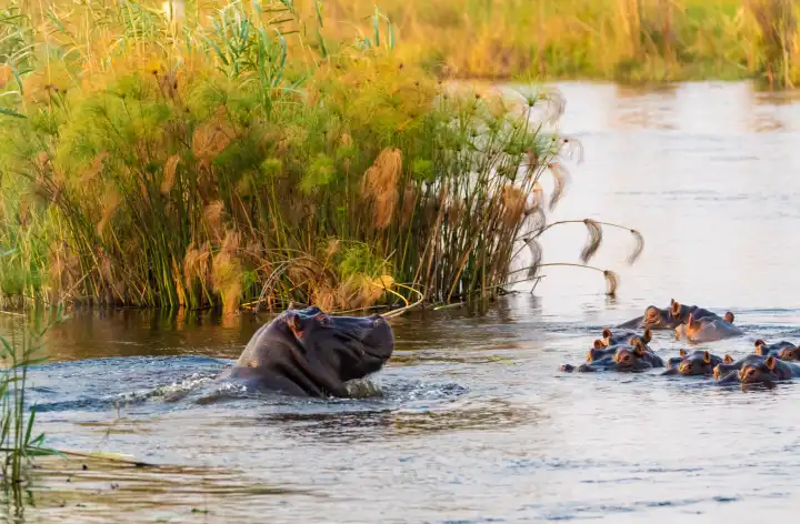 eine Herde Flusspferde im Kwando River, Namibia