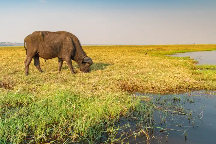 afrikanischer Büffel, Syncerus cafferi, frisst am Ufer des Chobe River, Botswana