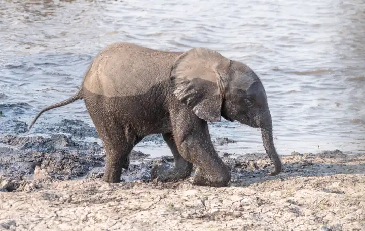 ein Elefanten Baby stolpert durch den Schlamm am Chobe River, Chobe Nationalpark, Botswana