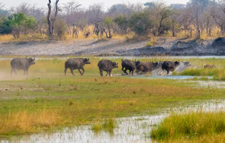 afrikanische Büffel, Syncerus cafferi, fliehen durch den Fluss, Kwando River, Region Sambesi, Namibia