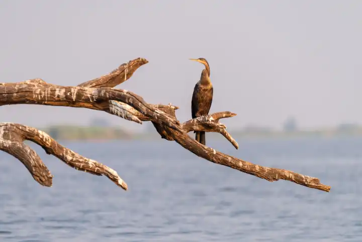 Schlangenhals Vogel, Anhinga rufa, sitzt auf einem Baum, Chobe River, Botswana