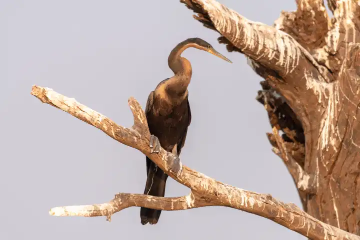 Schlangenhals Vogel, Anhinga rufa, sitzt auf einem Baum, Botswana
