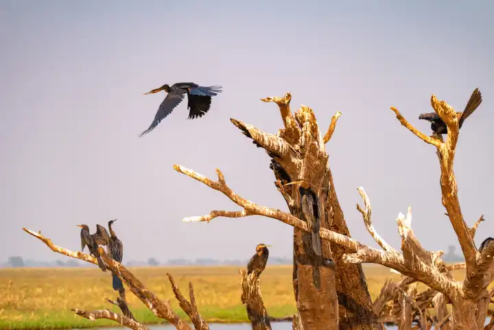 vogelreiche Landschaft am Fluss Chobe, Nationalpark, Schlangenhalsvögel, Botswana