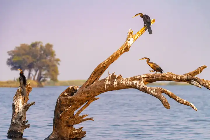 malerische Landschaft am Chobe River, Botswana, Schlangenhals Vögel sitzen auf einem Baumstumpf im Fluss, Botswana