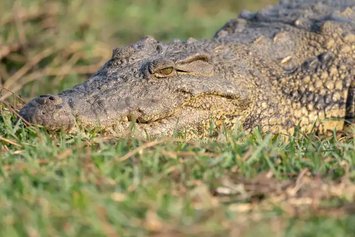 Auge in Auge mit einem wilden Krokodil, Crocodylus niloticus, Chobe Nationalpark, Botswana