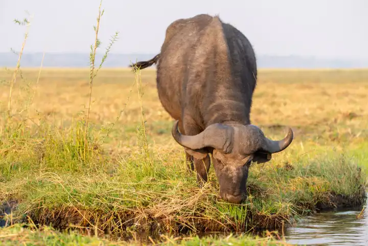 Kaffernbüffel, afrikanischer Büffel, Syncerus cafferi, am Ufer des Chobe Rivers, Botswana