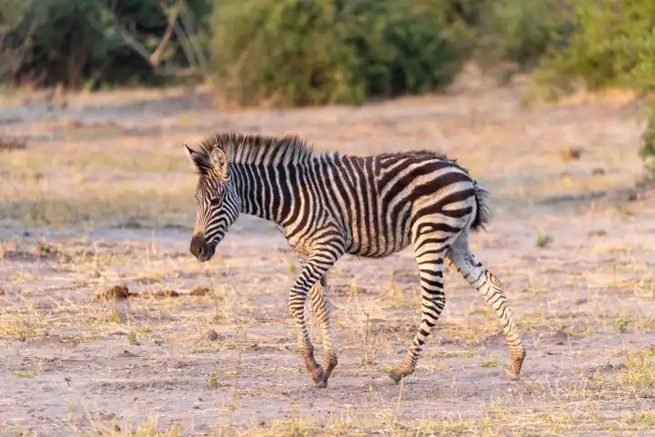 ein niedliches Zebra Baby hüpft durch den Busch am Chobe River, Botswana