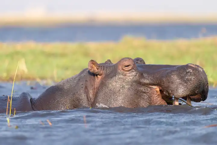with enjoyment a hippo hippopotamus hippopotamus amphibius chews on its food chobe river botswana