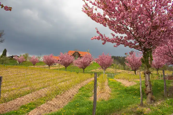 cherry tree in spring austria