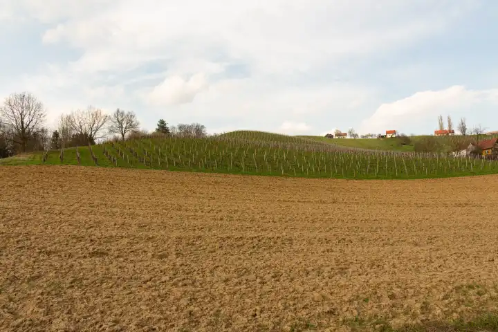 Vineyard Scenery in Styria,Austria