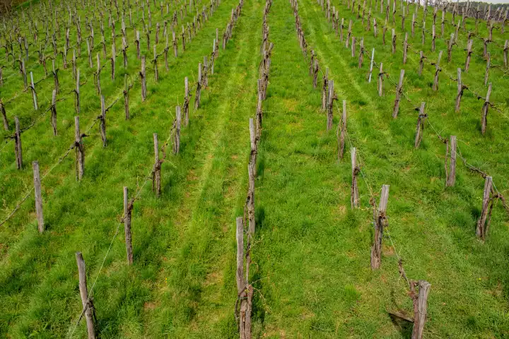 rows of vines in vineyard in austria
