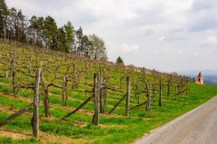 rows of vines in vineyard in austria