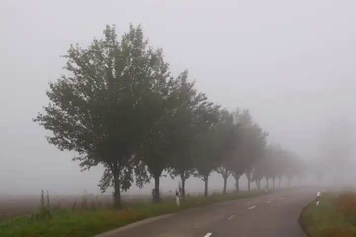 Landstraße, Straße, Nebel, Bäume, Gefahr, Sicht