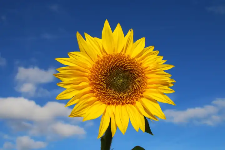 Sonnenblume, Helianthus, Korbblütler, Blume, gelb, Sonnenblumenöl, Speiseöl, Insektennahrung