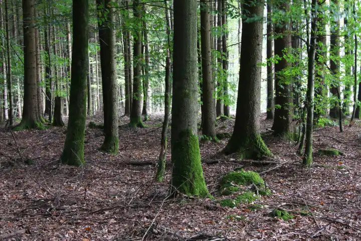 Wald, Bäume, Mischwald, Laubwald, Forst, Bayern