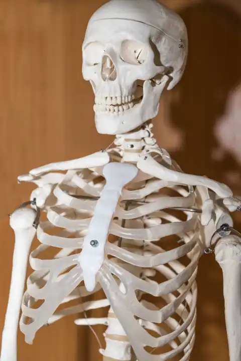 Anatomy shows skeleton in detail - head and chest in medicine