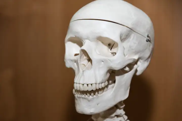 Schädelskelett - Kopf von Skelett, medizinisches Modell, Totenkopf