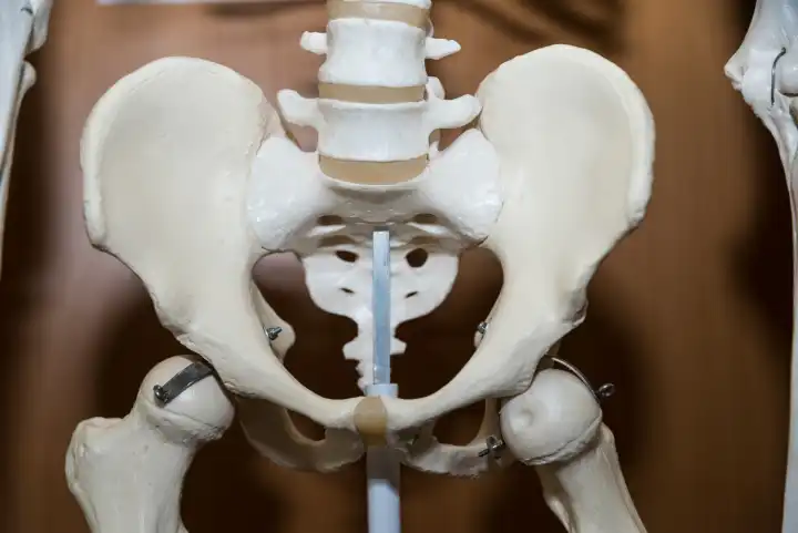 medizinisches Modell eines Hüftskelettes - Hüfte, Anatomie Skelett