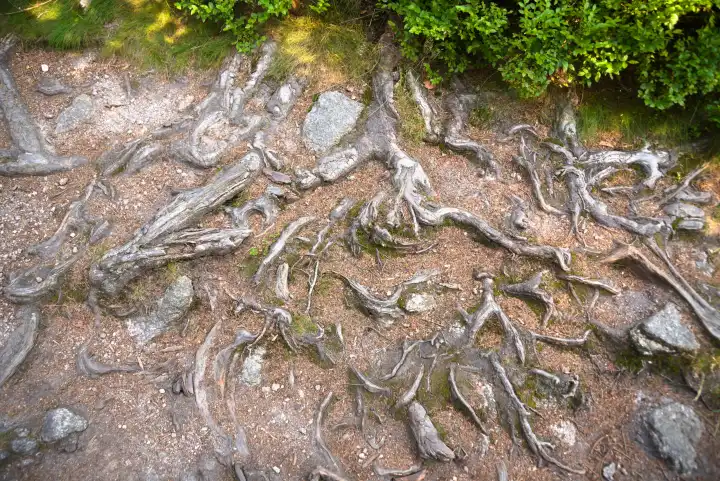 Wurzelgeflecht im Waldboden eines alten Baumes - verwurzelt, Hintergrund