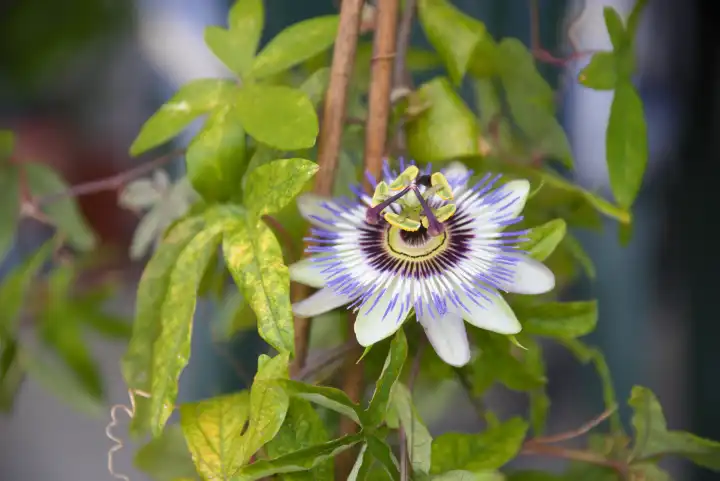 vigorous blooming passion flower - stamens and ovary of the medicinal plant
