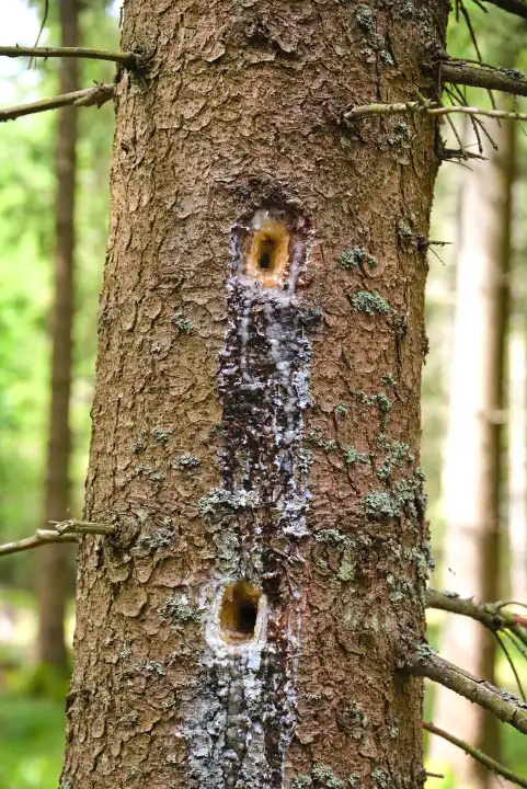Woodpecker left holes on tree as trace, tree resin on tree bark