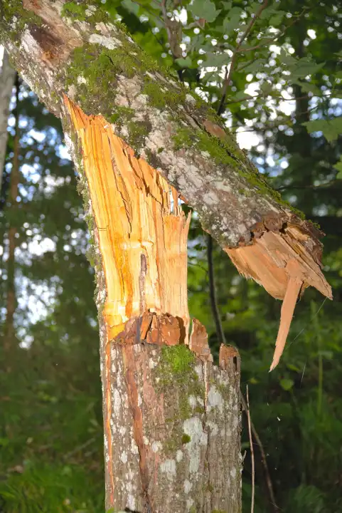 Forest damage due to storm and tempest - close-up of breaking point of a tree