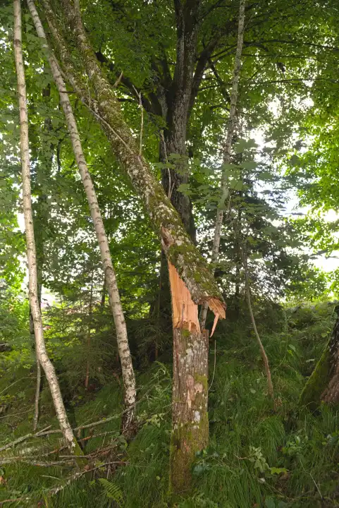 Sturm- und Unwetterschaden im Wald - Bruchstelle bei Baum