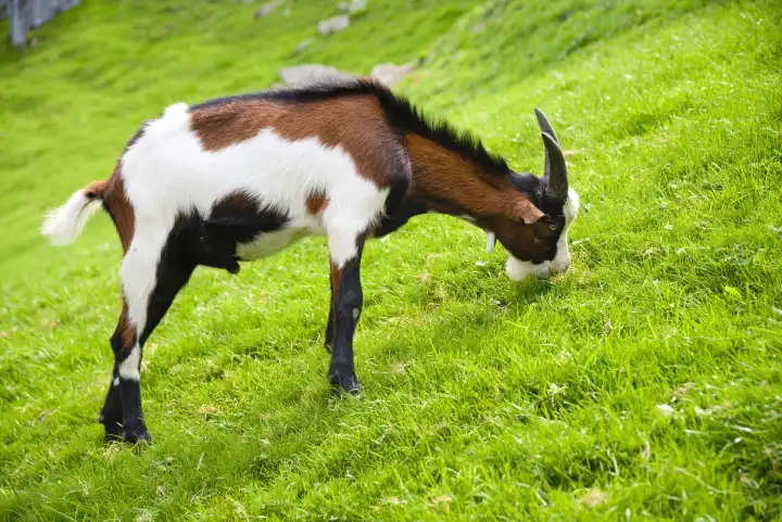 Goat eats fresh grass on slope and pasture - grazing animal organic goat