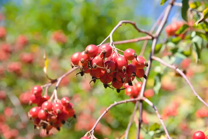 Hagebutte, eine vitaminreiche Sammelfrucht - Wildblume und Hundsrose