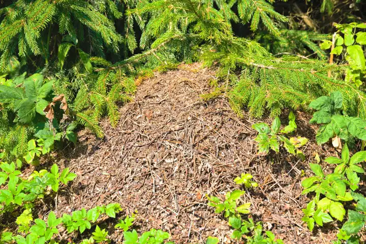 rote Waldameisen in Ameisenhaufen - Teamarbeit der Ameisenkolonie auf Waldboden