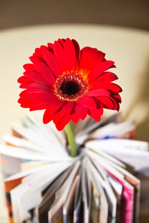 Gerbera-Schnittblume von Büchern umgeben als kreative Geschenkidee