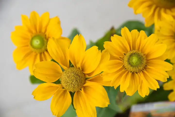 gelb blühender Scheinsonnenhut als pflegeleichte Zierpflanze im Garten - Nahaufnahme