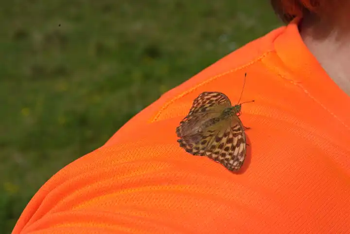 brauner Schmetterling Kaisermantel auf der Schulter einer Person - Perlmutterfalter